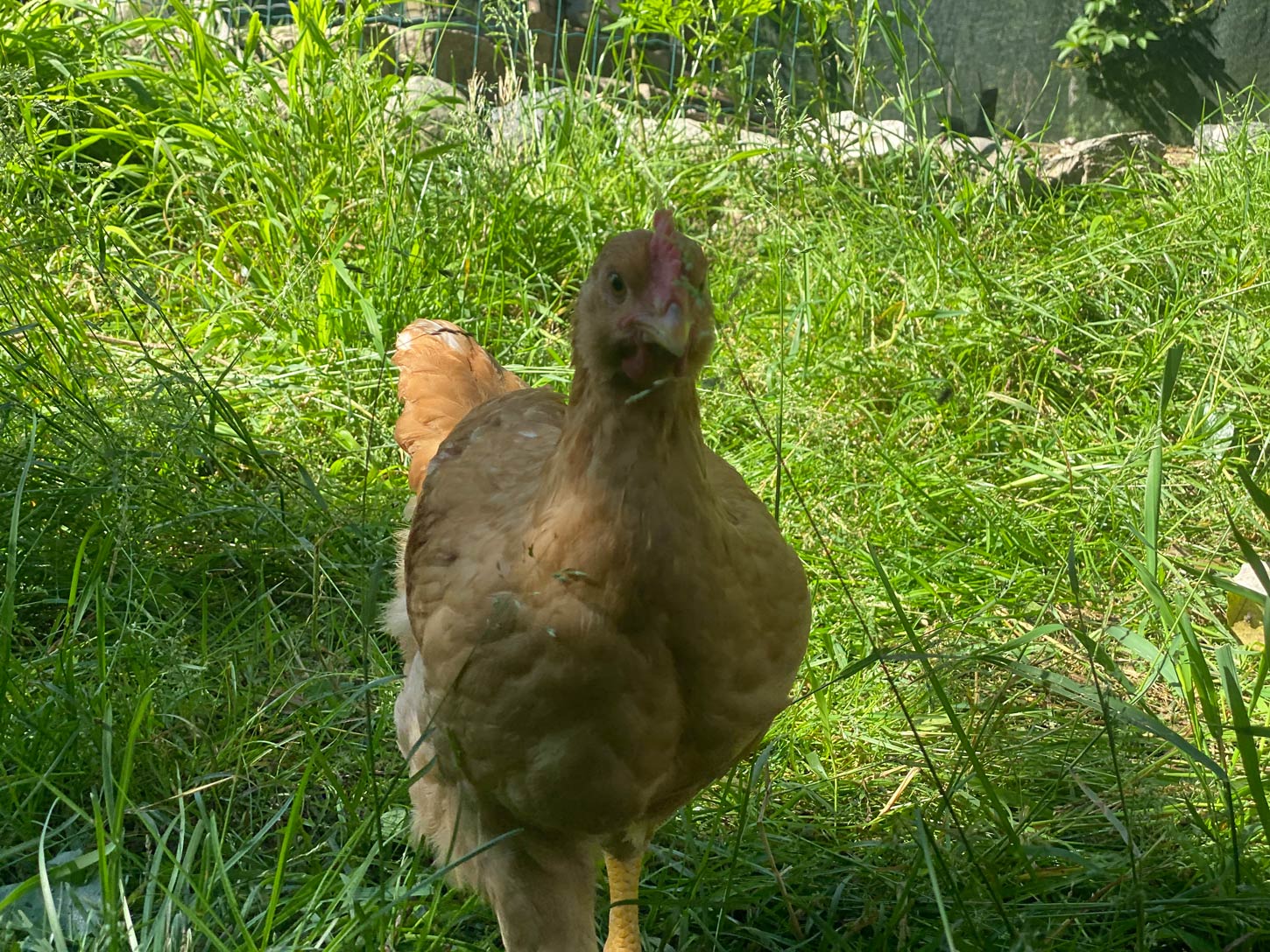 gallina che ti guarda