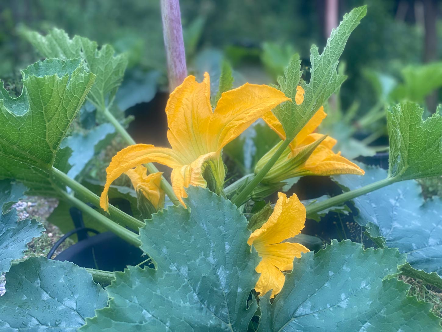 fiore di zucca