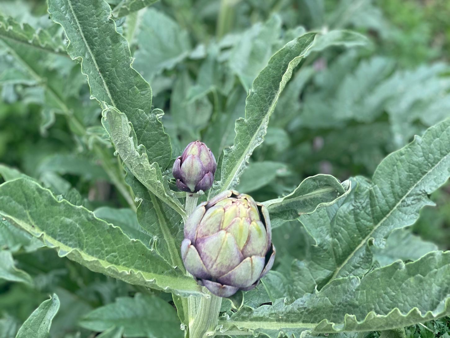 carciofi